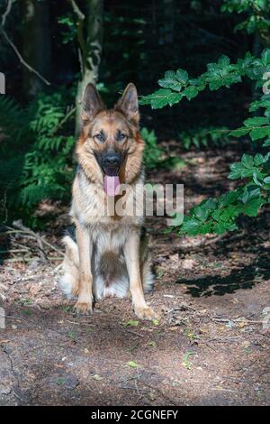 Junger brauner Schäferhund, Weibchen sitzt im Wald auf dem Sand, Zunge ragt heraus. Bäume im Hintergrund Stockfoto