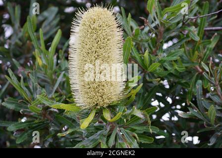 Banksia aemula Blossom Woodgate Beach Queensland Stockfoto