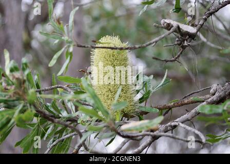 Banksia aemula Blossom Woodgate Beach Queensland Stockfoto