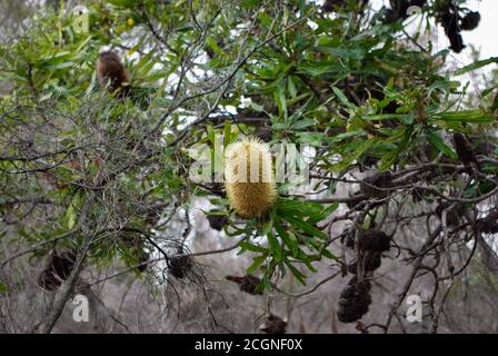 Banksia aemula Blossom Woodgate Beach Queensland Stockfoto