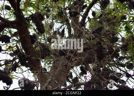 Banksia aemula Blossom Woodgate Beach Queensland Stockfoto