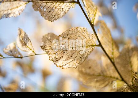Getrocknete Skelettblätter beim Brunch im Hintergrund des Himmels. Ausschreibungsstruktur. Stockfoto