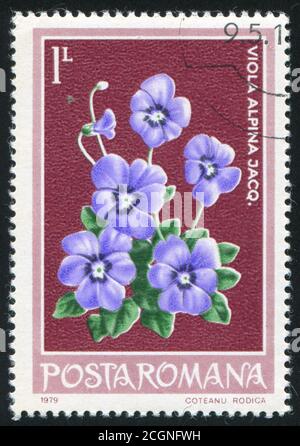 RUMÄNIEN - UM 1979: Briefmarke gedruckt von Rumänien, Schaublume, um 1979. Stockfoto