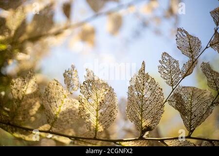 Rahmen von getrockneten Skelett Blätter auf Brunch auf Himmel Hintergrund. Ausschreibungsstruktur. Stockfoto