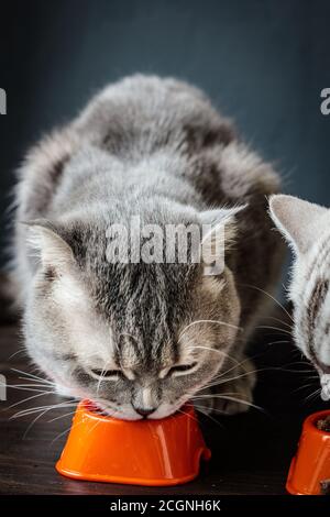 Katze, die Nahrung aus der Schüssel auf dem Holzboden isst. Stockfoto