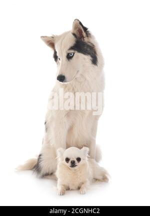 Jakutian Laika und chihuahua vor weißem Hintergrund Stockfoto