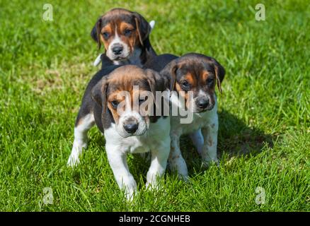 Belvoir, Grantham, Lincolnshire, UK - Foxhound Welpen im Belvoir Kennels Stockfoto