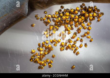 Neu geschlüpftes Baby Araneus diadematus Gartenspinnen Stockfoto