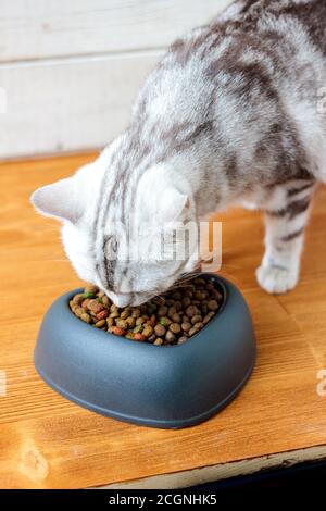 Katze essen Tierfutter in einer Schüssel mit Form des Herzens. Stockfoto