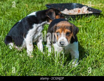 Belvoir, Grantham, Lincolnshire, UK - Foxhound Welpen im Belvoir Kennels Stockfoto