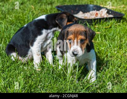 Belvoir, Grantham, Lincolnshire, UK - Foxhound Welpen im Belvoir Kennels Stockfoto