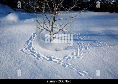 Europäischer Hase ( Lepus europaeus ) hat Apfelbaum umkreist und Loch aus Drahtgefleinen gesucht, um zu gehen und zu essen Baumrinde im Winter , Finnland Stockfoto