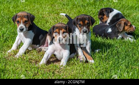 Belvoir, Grantham, Lincolnshire, UK - Foxhound Welpen im Belvoir Kennels Stockfoto