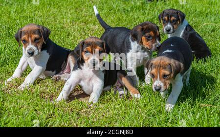 Belvoir, Grantham, Lincolnshire, UK - Foxhound Welpen im Belvoir Kennels Stockfoto