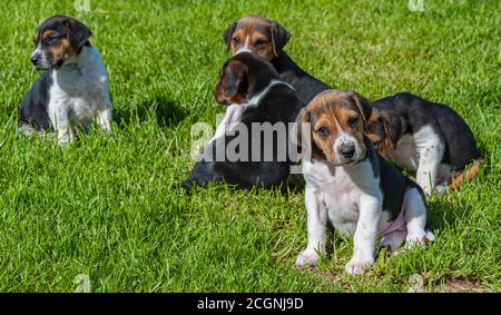 Belvoir, Grantham, Lincolnshire, UK - Foxhound Welpen im Belvoir Kennels Stockfoto