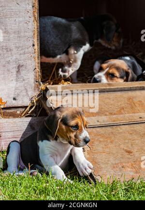 Belvoir, Grantham, Lincolnshire, UK - Foxhound Welpen im Belvoir Kennels Stockfoto