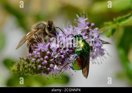 Honigbiene und eine große Kuckuckwespe sammeln Pollen aus Eine Minzblüte Stockfoto