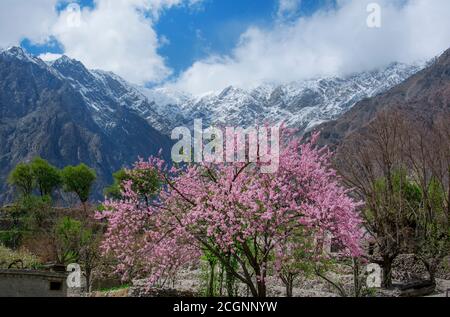Kirschblüte und Frühlingslandschaft von hunza, gilgit baltistan, Pakistan Stockfoto