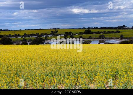 Rapsfelder mit Salzseen, Lachsgummis, Westaustralien Stockfoto