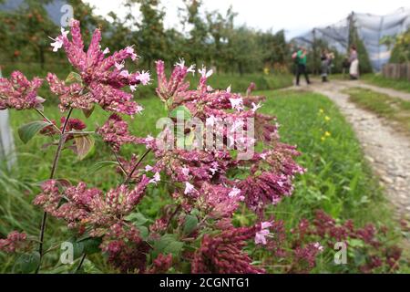 Oregano (Origanum vulgare) am Wegesrand, Schenna, Südtirol, Italien Stockfoto