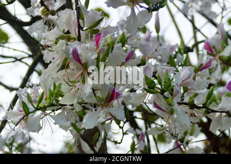 Bauhinia oder Orchideenbaum wird aktiv in vielen Zubereitungen der traditionellen asiatischen Medizin verwendet. Die Blüten schließen im Frühjahr in Südostasien Stockfoto