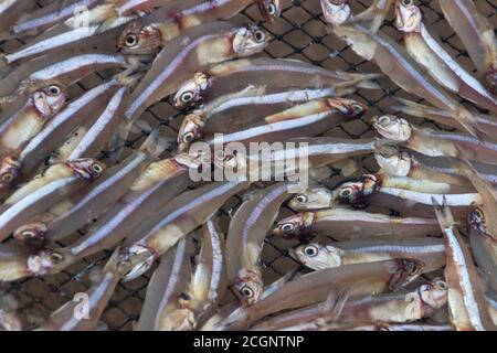 Kleiner Fisch (Ca com) für die Herstellung von Fischsoße in der Fabrik. Fischsauce in Vietnam ist nationales Produkt Stockfoto