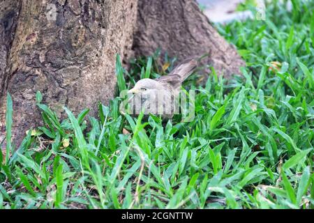 Ceylon Rufous Babbler (Turdoides rufescens) sammelt Futter auf dem Rasen. Sri Lanka endemische Arten, Dezember Stockfoto