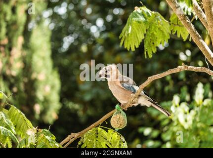 Jay 'Garrulus glandarius' Juvenile auf fetten Ball.Foto aufgenommen an einer Futterstation, Südwestfrankreich. Stockfoto