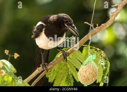 Elster 'Pica pica' Erwachsener auf Fettball.Foto aufgenommen an einer Futterstation, Südwestfrankreich. Stockfoto