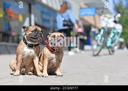 Paar gut erzogene französische Bulldoggen ohne Leine sitzend In der Stadt Straße an sonnigen Tag Stockfoto