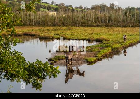 Inchydoney, West Cork, Irland. September 2020. Drei Pferde stehen am Rande eines Sees, wenn die Sonne in Inchydoney, West Cork, scheint. Der Tag ist trocken mit Sonnenschein an diesem Morgen zu Zauber von Regen an diesem Nachmittag. Obere Temperaturen von 15 bis 18 Grad. Quelle: AG News/Alamy Live News Stockfoto