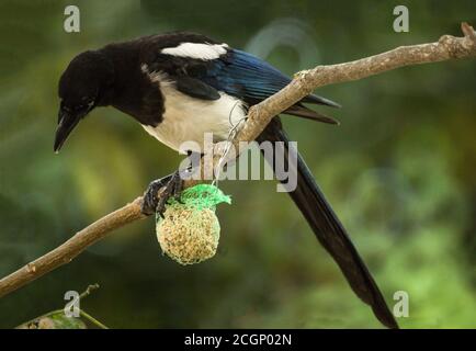 Elster 'Pica pica' Erwachsener auf Fettball.Foto aufgenommen an einer Futterstation, Südwestfrankreich. Stockfoto