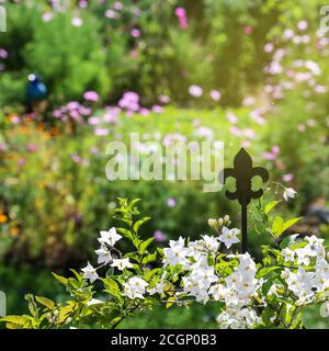 Sommerjasmin mit Kletterhilfe im Garten Stockfoto