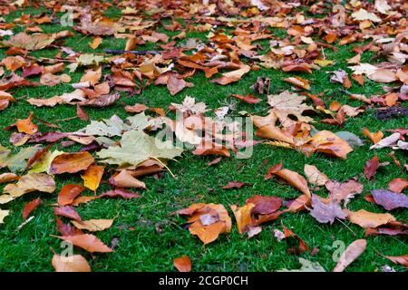 Nahaufnahme der Herbstblätter auf Gras Stockfoto