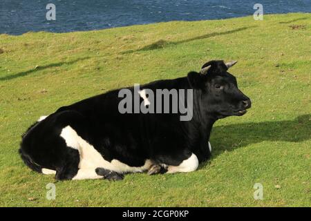 Schwarz und weiß Stier sitzt in grünen Küstenweide Stockfoto