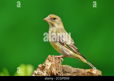 Europäischer Grünfink (Carduelis chloris), Weibchen an einer Wurzel, Siegerland, Nordrhein-Westfalen, Deutschland Stockfoto