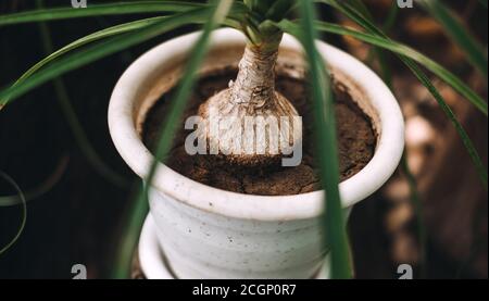 Nolina bokarney in einem weißen Topf in einem botanischen Garten, Nahaufnahme. Stockfoto