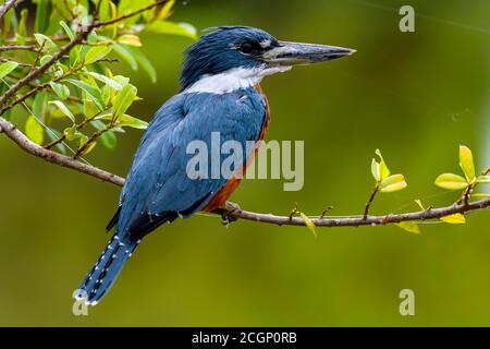 Ringelvogel (Megaceryle torquata), auf einem Zweig, Pantanal, Mato Grosso, Brasilien Stockfoto