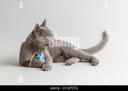 Zuchtkatze Russian Blue (Felis silvestris catus), 12 Wochen, Kätzchen, mit Spielzeug, hellgrauer Hintergrund, Studioaufnahme, Österreich Stockfoto