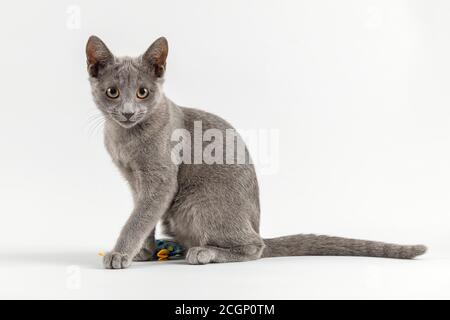 Breedcat Russian Blue (Felis silvestris catus), 12 Wochen, Kätzchen, sitzend, hellgrauer Hintergrund, Studioaufnahme, Österreich Stockfoto