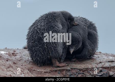 Zwei Adeliepinguine (Pygoscelis adeliae), Jungvögel, die dicht beieinander sitzen, Petermann Island, Wilhelm Archipel, Antarktische Halbinsel, Antarktis Stockfoto