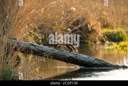 Europäischer Kiefernmarder (Martes martes), auf einem Baumstamm, Donau-Feuchtgebiete, Niederösterreich, Österreich Stockfoto