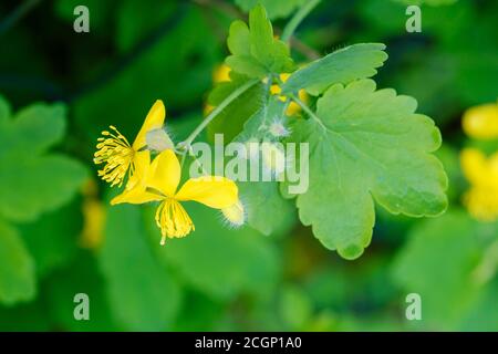 Großkelandine (Chelidonium majus), Blüten und Blätter, Heilpflanze, Oberbayern, Bayern, Deutschland Stockfoto
