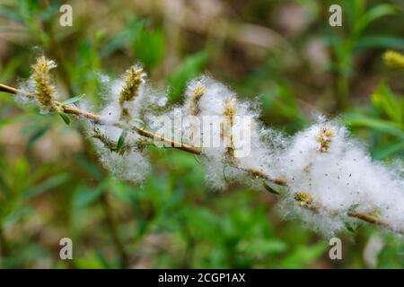 Lila Weide (Salix purpurea), Samenwolle, Isarauen, Oberbayern, Bayern, Deutschland Stockfoto