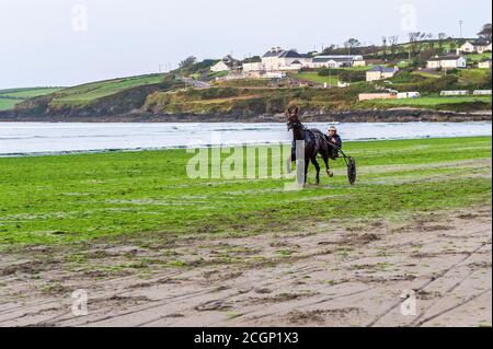 Inchydoney, West Cork, Irland. September 2020. Ein Harness-Rennfahrer legt sein Pferd, zieht ein Sulky, durch seine Schritte auf Inchydoney Beach, West Cork. Der Tag ist trocken mit Sonnenschein an diesem Morgen zu Zauber von Regen an diesem Nachmittag. Obere Temperaturen von 15 bis 18 Grad. Quelle: AG News/Alamy Live News Stockfoto