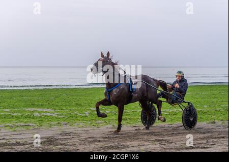 Inchydoney, West Cork, Irland. September 2020. Ein Harness-Rennfahrer legt sein Pferd, zieht ein Sulky, durch seine Schritte auf Inchydoney Beach, West Cork. Der Tag ist trocken mit Sonnenschein an diesem Morgen zu Zauber von Regen an diesem Nachmittag. Obere Temperaturen von 15 bis 18 Grad. Quelle: AG News/Alamy Live News Stockfoto