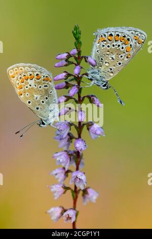 Zwei gewöhnliche blaue Schmetterlinge (Polyommatus icarus) einer ein Zweig der blühenden Gemeine Heide (Calluna vulgaris) im Moor, Goldenstedter Moor Stockfoto