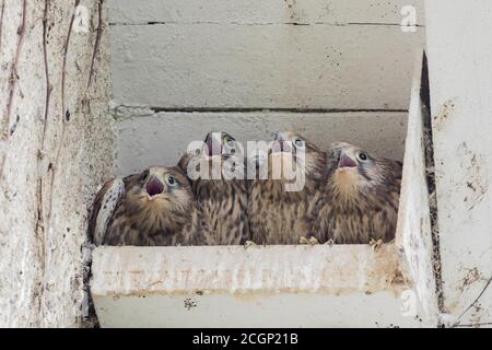 Vier Gemeine Turmfalken (Falco tinnunculus), Jungvögel, die im Nistkasten sitzen und um Nahrung betteln, Hessen, Deutschland Stockfoto