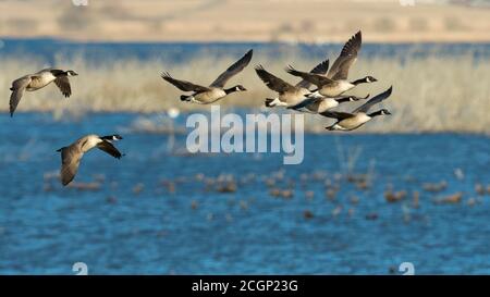 Fliegende Kanadagänse (Branta canadensis), Vogelschar über einem See, Vaestergoetland, Schweden Stockfoto