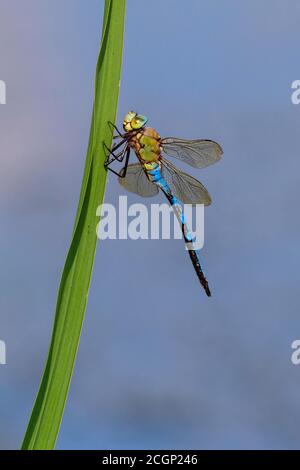 Kaiserdragonfly (Anax Imperator) sitzt auf einem Schilfstiel im Goldenstedter Moor, Goldenstedt, Niedersachsen, Deutschland Stockfoto